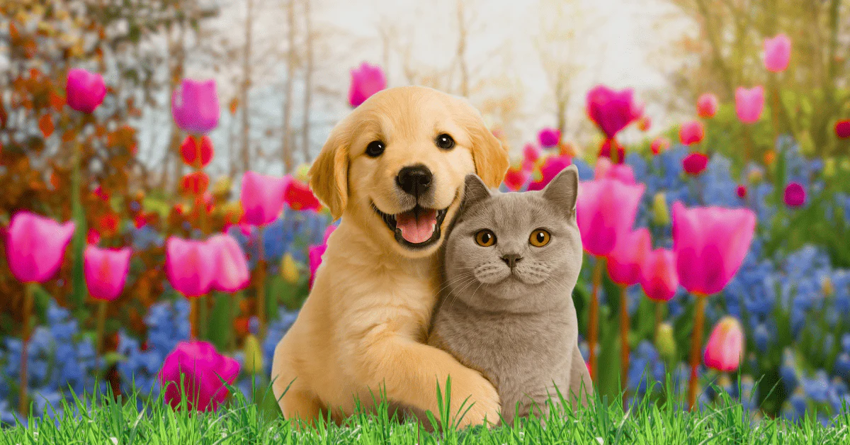 Pfotenmond: Liebe für deinen Vierbeiner